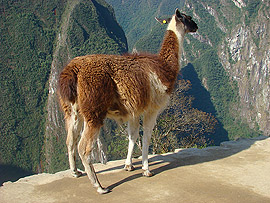 lama na jedn&eacute; z teras