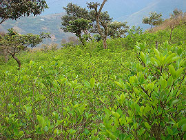 kokov&aacute; plant&aacute;� nadaleko Coroica