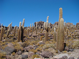 Isla Incahuasi - zd&aacute;nliv&aacute; o&aacute;za uprost�ed pustiny